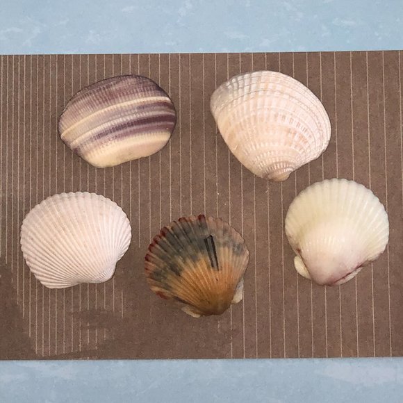 NEW Set of 5 Seashell Magnets Scallops Etc - Picture 5 of 6